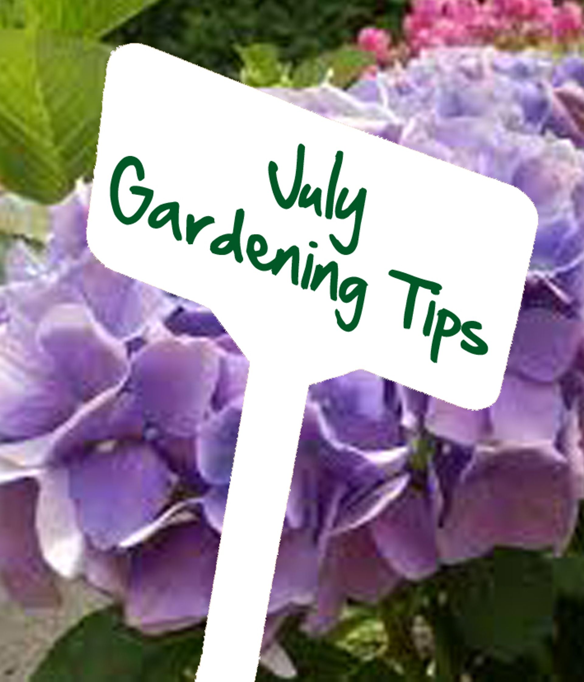 July gardening tips by Reg Moule